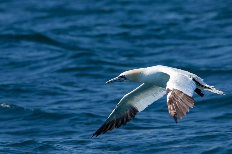 Fou de Bassan en vol